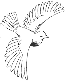 dove